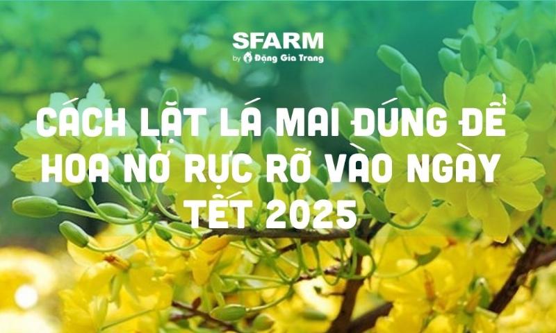 Cây mai vàng sai nụ trước khi tiến hành lặt lá chuẩn bị đón Tết Nguyên Đán